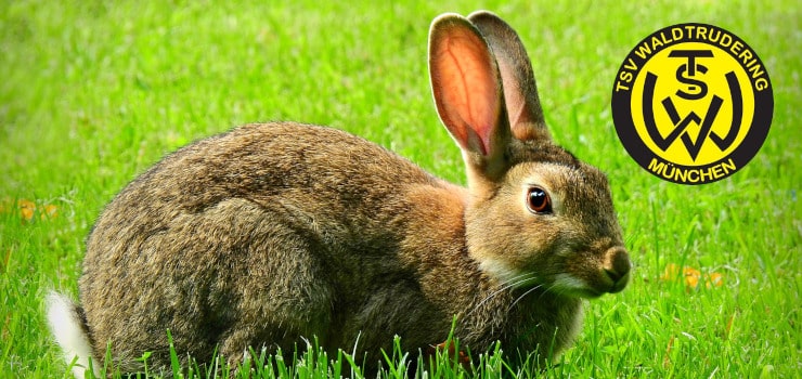 Ein Feldhase sitzt im Gras, oben rechts ist das Vereins-Logo.